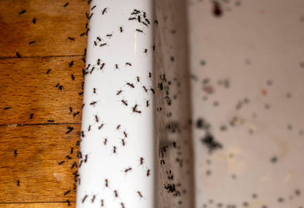 Best Emergency Pest Control  in Cowan, TN